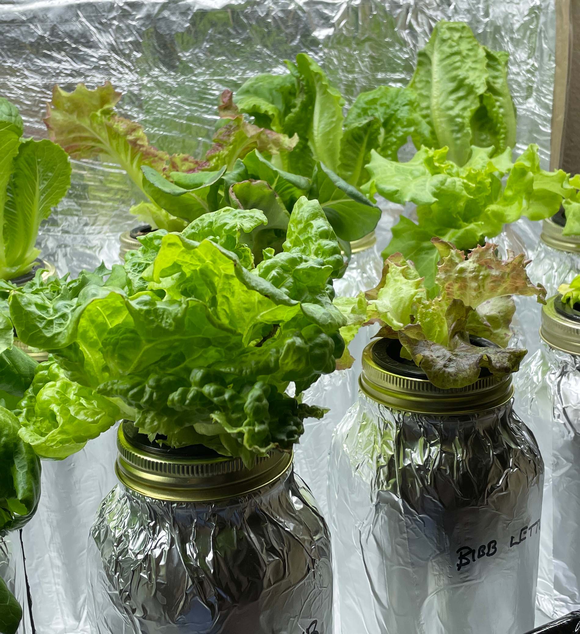 Simple Kratky Method of Hydroponic Gardening